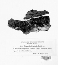Parmeliella triptophylla image